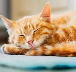 Tapete gelado para gatos: conheça mais sobre acessório que ajuda a aliviar o calor dos felinos