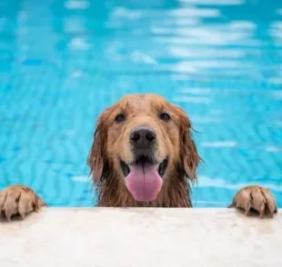 Será que todo cachorro sabe nadar? Descubra a resposta a seguir!