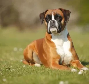 O cachorro Boxer até tem cara de bravo, mas na verdade ele é puro amor!