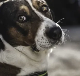 A úlcera de córnea em cães parece inofensiva, mas pode trazer graves consequências para a visão do cãozinho