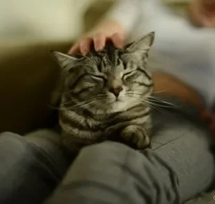 Saber onde fazer carinho no gato é muito importante para não irritar o animal