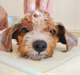 Veja como dar banho em cachorro medroso sem deixar ele mais traumatizado ainda