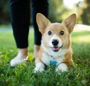 A linguagem corporal dos cães é muito rica. Aprenda a decifrar todos os sinais!