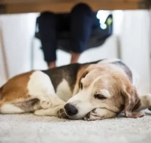 Um cachorro agitado pode ficar mais tranquilo na fase adulta? Descubra a resposta a seguir