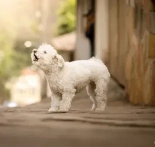 O barulho de cachorro latindo é comum em muitos lares. Saiba quais são as raças que latem mais!