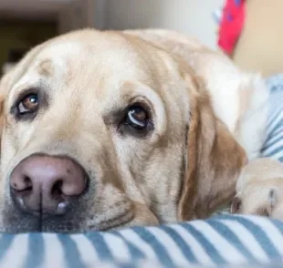 A atrofia progressiva da retina em cães é uma doença silenciosa, mas que precisa de atenção