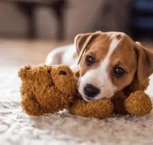 Veja algumas opções de brinquedos para cachorro filhote