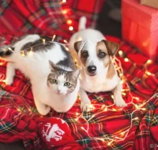 O cachorro e gato podem ser bons amigos. Veja algumas dicas para fazer isso acontecer!