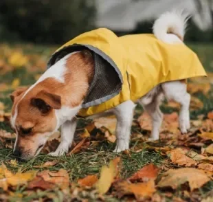 Cachorro farejando: o cheiro do ambiente oferece muitos estímulos mentais importantes para o bem-estar do pet