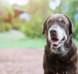 Entenda mais sobre as alterações comportamentais que ocorrem com cães idosos