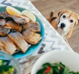 Descubra se o peixe é liberado ou não na dieta dos doguinhos