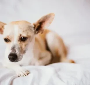 Os gases em cachorro tem diferentes motivos. Saiba mais sobre o quadro