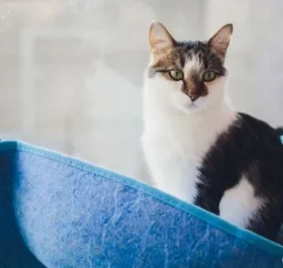 A cama de janela para gatos é um acessório que pode trazer vários benefícios aos felinos