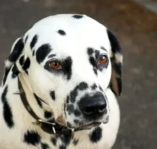 Perceber os sinais de câncer em cachorro com antecedência fará toda diferença na recuperação e tratamento do pet