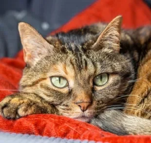 O carcinoma de células escamosas em gatos é basicamente um tipo de câncer de pele. Saiba mais sobre o problema 