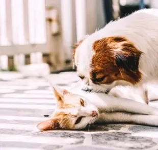 Cachorro e gato juntos: saiba quais erros devem ser evitados durante o processo de adaptação