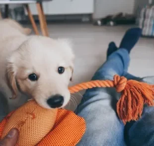 Veja algumas dicas de como brincar com cachorro filhote, seja com brinquedos ou apenas usando criatividade