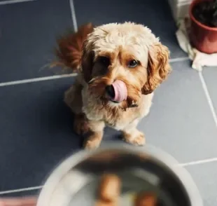 Saiba como engordar o cachorro sem prejudicar a saúde dele