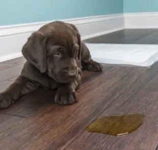 O repelente para xixi de cachorro ajuda a educar o animal