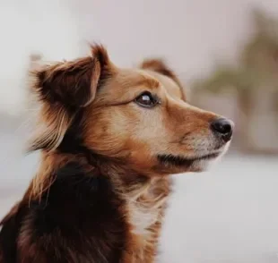 Inteligência canina: descubra como funciona o cérebro do cachorro