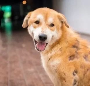 A queda de pelo em cães em regiões específicas e de forma pontual pode ser um sinal de dermatite canina
