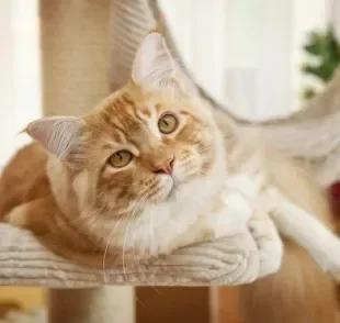 Enriquecimento ambiental: gatos adoram o arranhador com andares. Confira outras opções!