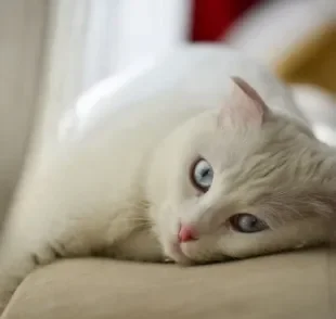 O gato branco de olhos azuis é muito encantador, mas será que a raça do felino determina a cor dos olhos?