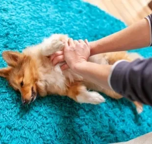 Saiba as causas do infarto em cachorro e o que fazer diante dessa situação