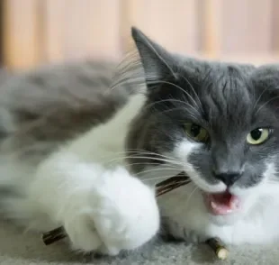 Matatabi para gatos: descubra os benefícios do produto na rotina do seu bichano!