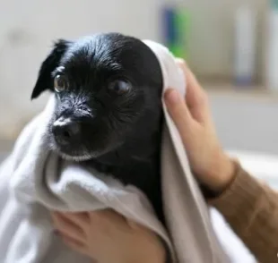 O banho em cachorro, assim como o uso de produtos específicos, é uma ótima forma de cuidar do pelo do seu amigo