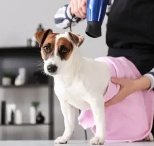 Usar o secador para secar cachorro após o banho é comum, mas será que é recomendado?