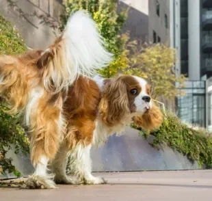 Como fica cachorro castrado? Saiba se o comportamento de levantar a perna para fazer xixi continua ou não