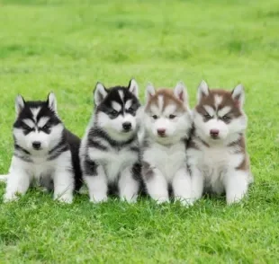 Afinal, você sabe quais as cores do Husky Siberiano? Veja todas as possibilidades logo abaixo!