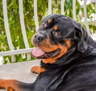 Conheça raças de cachorro que possuem o instinto protetor nas veias