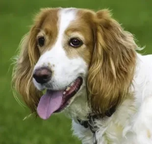 Você sabe quais são os tipos de pelagem de cachorro? Descubra tudo sobre o assunto a seguir