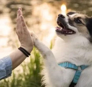 A pata de cachorro tem várias funções e pode influenciar no comportamento do animal