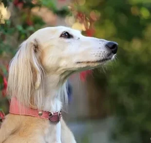 O cachorro Saluki vai te impressionar! Saiba mais sobre a raça