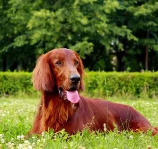 O cão Setter Irlandês é um amigo para todas as horas. Saiba mais sobre esta raça de cachorro!