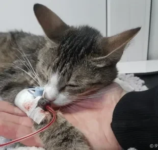 A transfusão de sangue em gatos pode ser necessária em alguns casos. Saiba mais sobre o procedimento