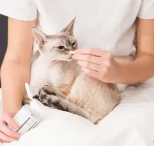 As vitaminas para gatos devem ser utilizadas somente com orientação médica