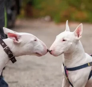 O Bull Terrier é é uma raça de cachorro com características bem peculiares