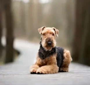 Peludo e fofo, o Airedale Terrier é um cãozinho singular que tem tudo para te conquistar