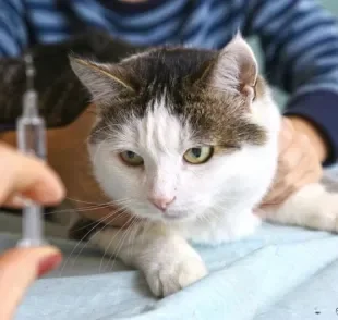A injeção para cio de gato não é a melhor maneira de prevenir a gravidez 
