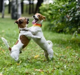 Cachorro brigando? Saiba o que pode motivar esse comportamento e como evitar