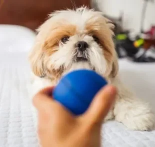 Saiba como brincar com cachorro para compensar a falta de passeio nos dias chuvosos