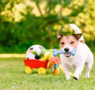 Brinquedos de nylon para cachorro: saiba tudo sobre a segurança do material
