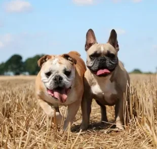 O Bulldog Inglês e o Bulldog Francês estão presente em vários lares brasileiros. Descubra suas diferenças