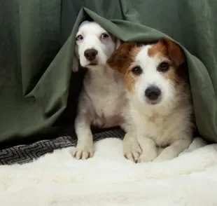 Descubra o que fazer para acalmar cachorro com medo de chuva e trovão