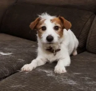 O pelo de cachorro está por todo lado? Saiba que produtos ajudam a acabar com isso!