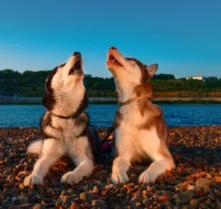 O uivo de cachorro é mais que um som: é uma forma de se comunicar